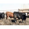 Image 4 : B&B Feeders - 775# Steers - 120 Head (Coaldale, AB)