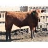 Image 6 : B&B Feeders - 775# Steers - 120 Head (Coaldale, AB)