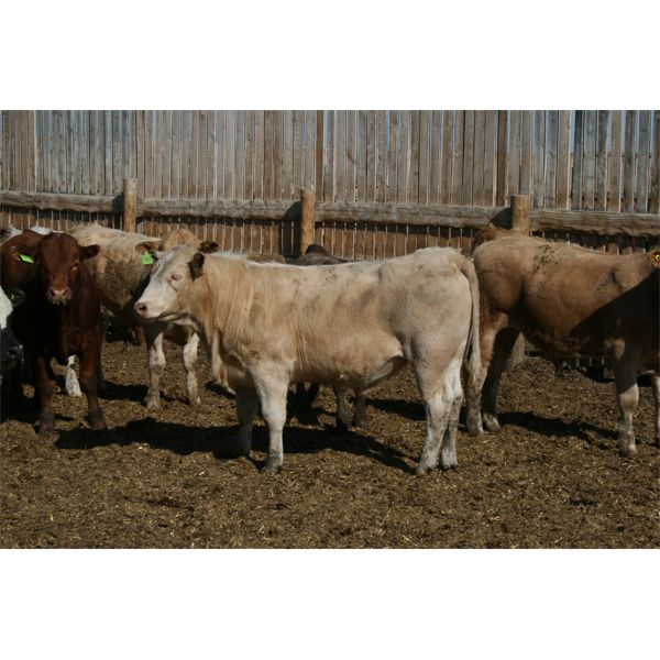B&B Feeders - 775# Steers - 60 Head (Coaldale, AB)