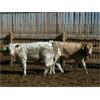 Image 3 : B&B Feeders - 775# Steers - 60 Head (Coaldale, AB)