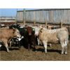Image 4 : B&B Feeders - 775# Steers - 60 Head (Coaldale, AB)