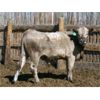 Image 5 : B&B Feeders - 775# Steers - 60 Head (Coaldale, AB)