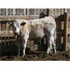 Image 6 : B&B Feeders - 775# Steers - 60 Head (Coaldale, AB)