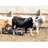 Image 7 : B&B Feeders - 775# Steers - 60 Head (Coaldale, AB)