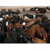 Image 1 : B&B Feeders - 825# Heifers - 265 Head (Coaldale, AB)