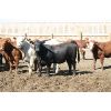 Image 2 : B&B Feeders - 825# Heifers - 265 Head (Coaldale, AB)