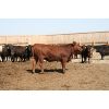 Image 5 : B&B Feeders - 825# Heifers - 265 Head (Coaldale, AB)