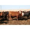 Image 6 : B&B Feeders - 825# Heifers - 265 Head (Coaldale, AB)