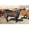 Image 7 : B&B Feeders - 825# Heifers - 265 Head (Coaldale, AB)