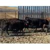 Image 6 : Wyatt & Meg Isaacson - 550# Heifers - 40 Head (Killdeer, SK)