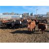 Image 2 : Box Anchor Farms - 790# Heifers - 87 Head (Dewberry, AB)