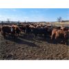 Image 3 : Box Anchor Farms - 790# Heifers - 87 Head (Dewberry, AB)