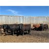 Image 2 : T Bar Cattle Co. Ltd. - 930# Heifers - 42 Head (Medicine Hat, AB)