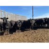 Image 4 : T Bar Cattle Co. Ltd. - 930# Heifers - 42 Head (Medicine Hat, AB)