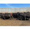 Image 5 : T Bar Cattle Co. Ltd. - 930# Heifers - 42 Head (Medicine Hat, AB)