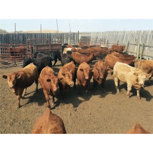 Selte Farms (1985) Ltd. - 930# Steers - 37 Head (Vermilion, AB)