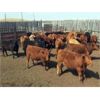 Image 2 : Selte Farms (1985) Ltd. - 930# Steers - 37 Head (Vermilion, AB)