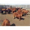 Image 3 : Selte Farms (1985) Ltd. - 930# Steers - 37 Head (Vermilion, AB)