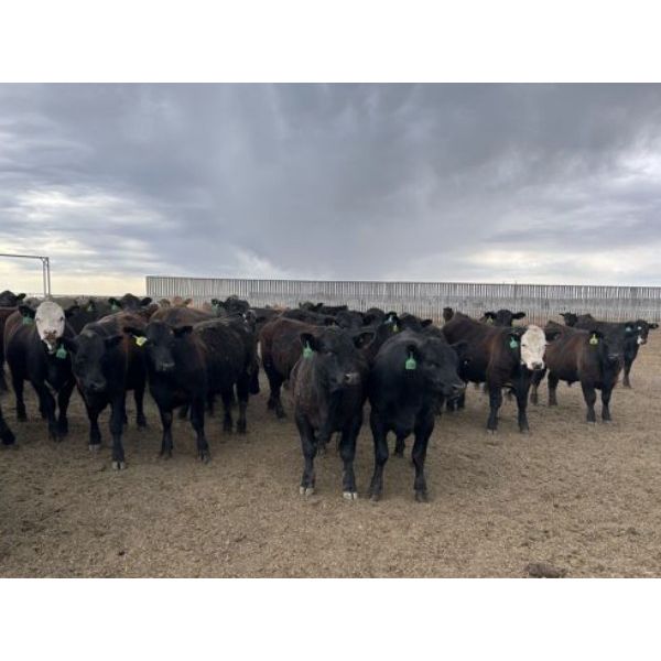 6U Cattle Company - 900# Steers - 200 Head (Manning, AB)