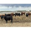 Image 3 : 6U Cattle Company - 900# Steers - 200 Head (Manning, AB)