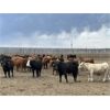 Image 4 : 6U Cattle Company - 900# Steers - 200 Head (Manning, AB)