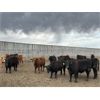 Image 5 : 6U Cattle Company - 900# Steers - 200 Head (Manning, AB)