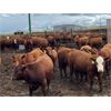 Image 7 : Elkwater Farming Co. - 830# Steers - 150 Head (Irvine, AB)