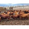 Image 3 : Elkwater Farming Co. - 770# Heifers - 100 Head (Irvine, AB)