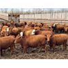 Image 5 : Elkwater Farming Co. - 770# Heifers - 100 Head (Irvine, AB)