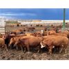 Image 6 : Elkwater Farming Co. - 770# Heifers - 100 Head (Irvine, AB)
