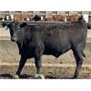 Image 2 : Aart Beekman - 850# Steers - 45 Head (Readymade, AB)