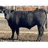 Image 3 : Aart Beekman - 850# Steers - 45 Head (Readymade, AB)