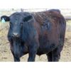 Image 10 : 9X Enterprises - 875# Steers - 142 Head (Brooks, AB)