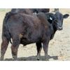Image 3 : 9X Enterprises - 875# Steers - 142 Head (Brooks, AB)