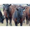 Image 2 : 9X Enterprises - 800# Heifers - 45 Head (Brooks, AB)