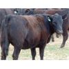 Image 3 : 9X Enterprises - 800# Heifers - 45 Head (Brooks, AB)