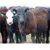 Image 4 : 9X Enterprises - 800# Heifers - 45 Head (Brooks, AB)