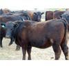 Image 5 : 9X Enterprises - 800# Heifers - 45 Head (Brooks, AB)