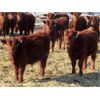 Image 2 : Breault Ranching Ltd. - 560# Steers - 109 Head (Ste. Rose, MB)