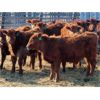 Image 3 : Breault Ranching Ltd. - 560# Steers - 109 Head (Ste. Rose, MB)
