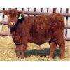 Image 6 : Breault Ranching Ltd. - 560# Steers - 109 Head (Ste. Rose, MB)