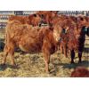 Image 7 : Breault Ranching Ltd. - 560# Steers - 109 Head (Ste. Rose, MB)