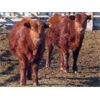 Image 9 : Breault Ranching Ltd. - 560# Steers - 109 Head (Ste. Rose, MB)
