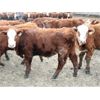 Image 5 : McIntyre Ranch - 840# Steers - 210 Head (Raymond, AB)