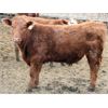 Image 7 : McIntyre Ranch - 840# Steers - 210 Head (Raymond, AB)