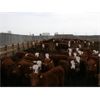 Image 2 : McIntyre Ranch - 840# Steers - 210 Head (Raymond, AB)