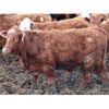 Image 3 : McIntyre Ranch - 840# Steers - 210 Head (Raymond, AB)