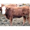 Image 8 : McIntyre Ranch - 840# Steers - 210 Head (Raymond, AB)