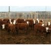 Image 1 : McIntyre Ranch - 750# Steers - 125 Head (Raymond, AB)