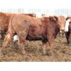 Image 3 : McIntyre Ranch - 750# Steers - 125 Head (Raymond, AB)